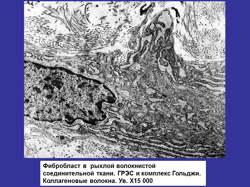 Фибробласт в  рыхлой волокнистой соединительной ткани. ГРЭС и комплекс Гольджи.  Коллагеновые волокна.